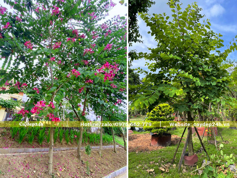 Cây ban tím trồng quanh khuôn viên nhà, hoa nở rực rỡ