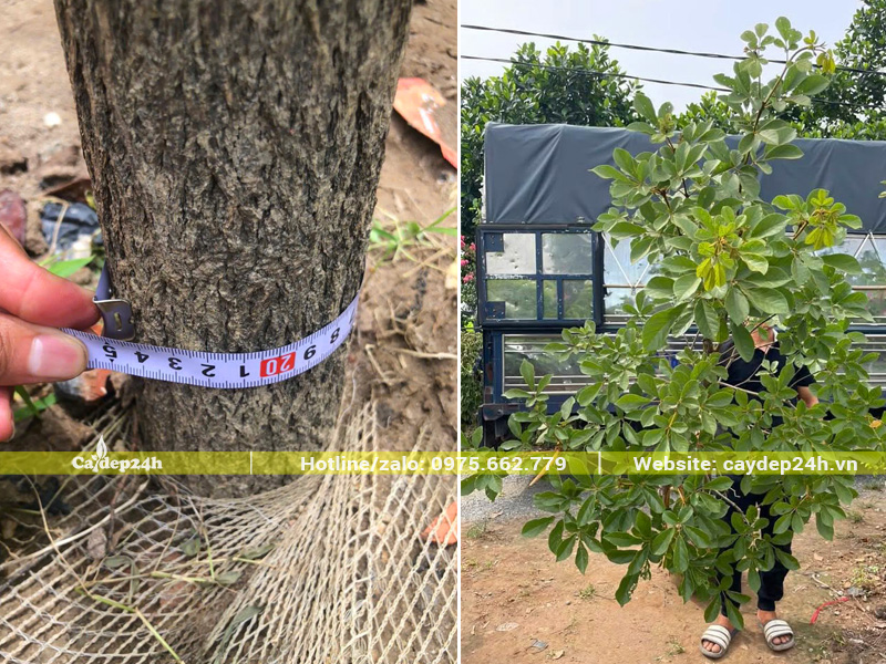 Đo kích thước cây phong linh vàng công trình, kích thước vanh khoảng 25cm