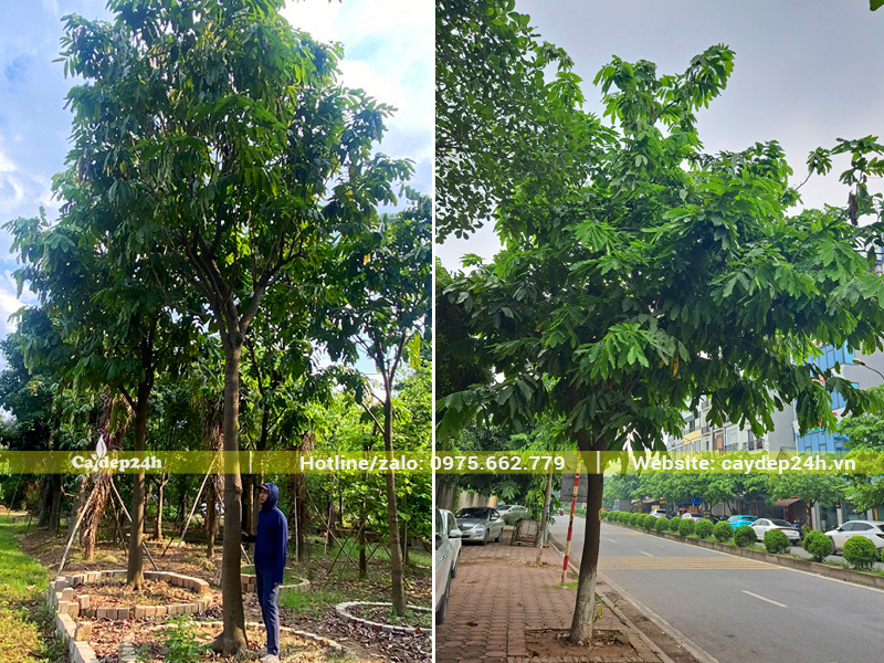 Vàng anh trồng bóng mát trên vỉa hè đường phố