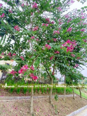 Hàng cây hoa Ban Tím trồng vỉa hè trước nhà
