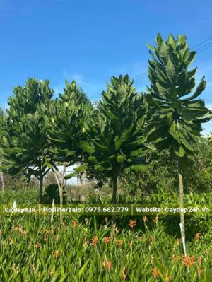 Hàng Bàng Vuông cao 3 - 4m, 1 thân, chưa phân cành