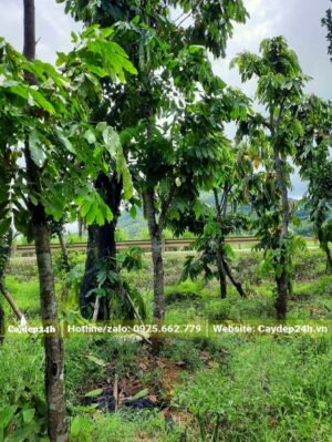 Đường kính thân 10cm đo cách gốc 1m, tay cành đã tỉa đang ra lá mới