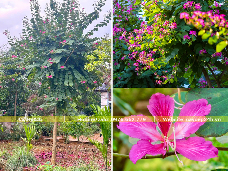Hình ảnh cây hoa ban tím đẹp