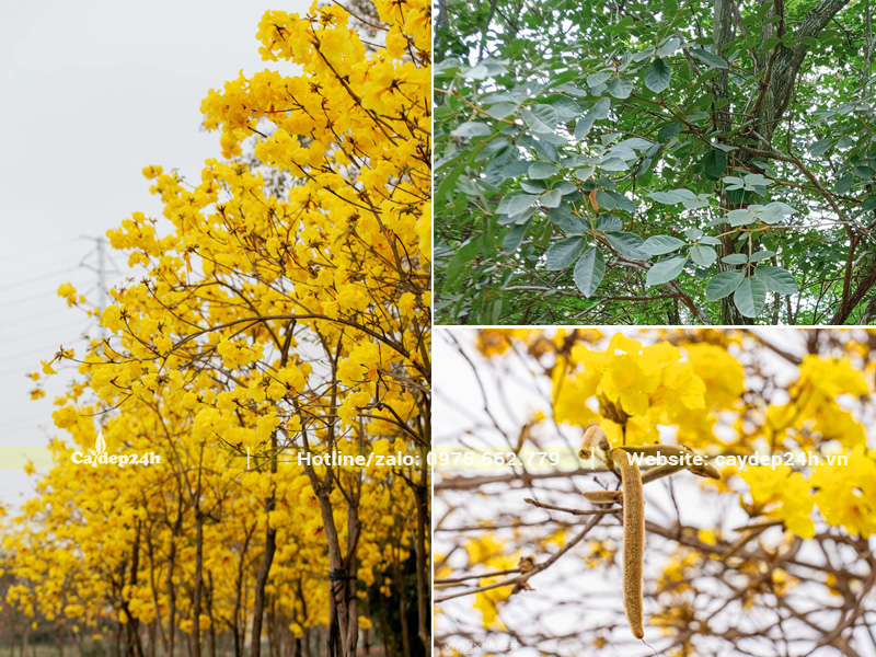 Các đặc điểm hình thái nổi bật của cây hoa phong linh vàng