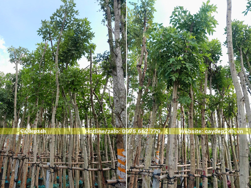 Vườn dưỡng số lượng lớn và bổ sung liên tục