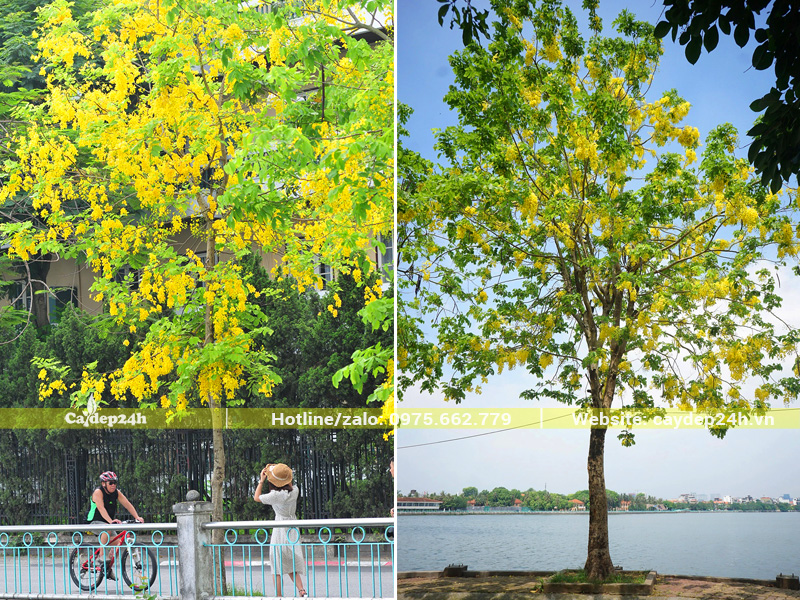 Cây hoa muồng hoàng yến nở vàng rực bên Hồ Tây