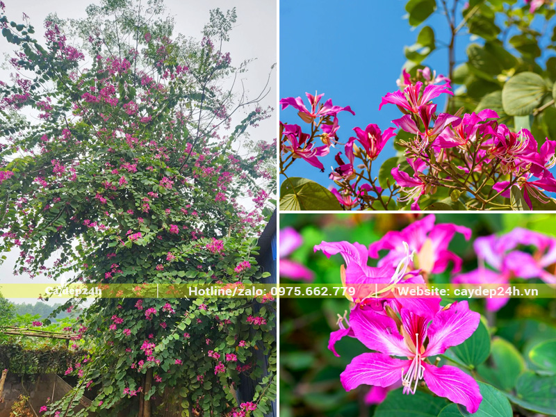 Bông hoa tím xinh đẹp, 5 cánh hoa hình thìa mềm nhẹ