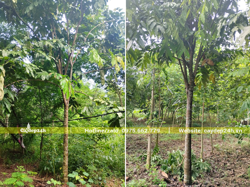 Chọn cây vàng anh công trình thoát thân cao 2m5