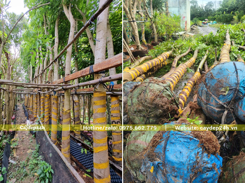 Vườn cây hoa muồng hoàng yến công trình đã dưỡng ủ, bầu rễ đã phục hồi tốt