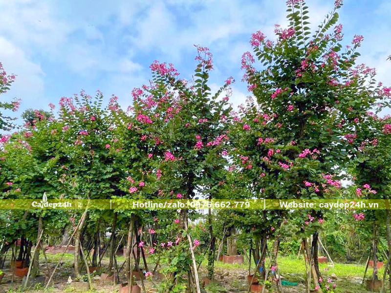 Cây ban tím hoàng hậu kích thước công trình tiêu chuẩn