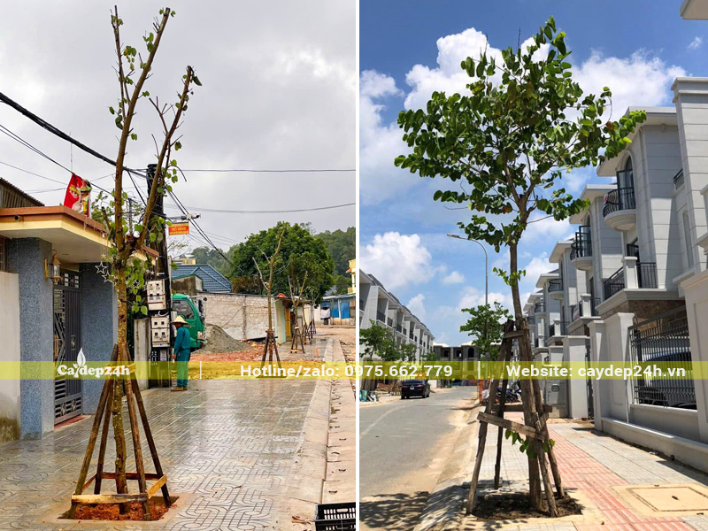 Những hàng cây ban tím trồng vỉa hè đường phố được chống cọc chắc chắn ngay sau khi trồng
