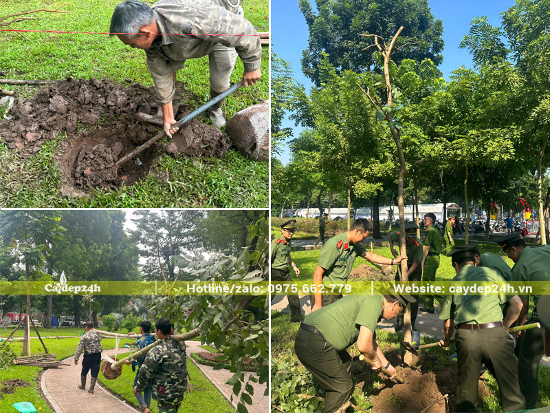 Quy trình đào hố, trồng cây muồng hoàng yến công trình cho dự án công viên