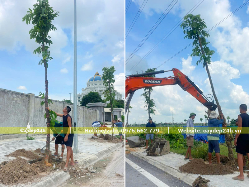 Hạ cây vàng anh công trình và lấp đất chắc chắn