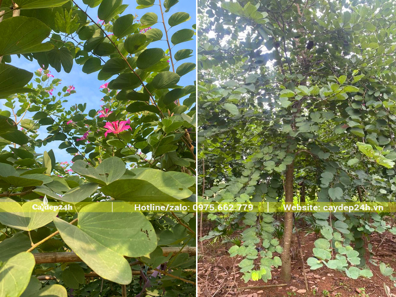 Hình dáng lá ban giống móng bò nên còn gọi là cây móng bò tím