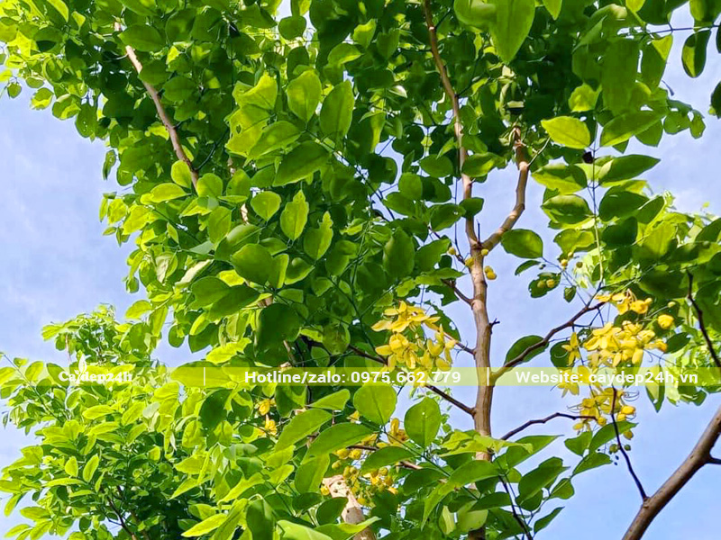 tán lá của cây muồng hoàng yến công trình