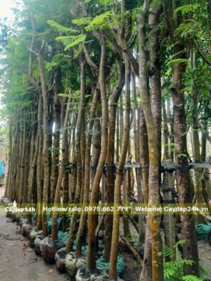 Cây đã dâm ủ, chuyển đảo, kích thước đều, chiều cao khoảng 4 - 5m