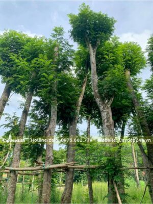 Cây Lim Xẹt cổ thụ