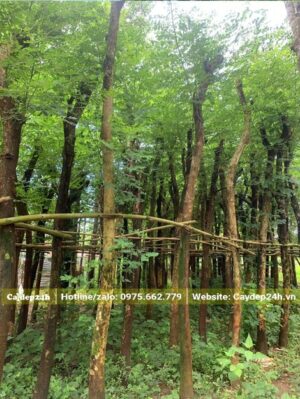 Vườn Me Tây dâm ủ đang phát triển bộ khung tán mới