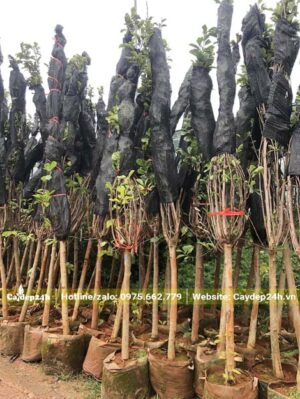 Buộc và bọc cẩn thận toàn bộ tán cành của cây hoa Mộc Lan trước khi vận chuyển