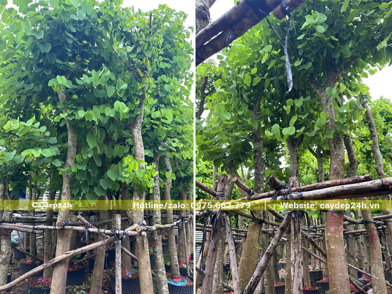Khu vực tập kết cây ban tím đường kính gốc 15 - 20cm tại bãi ủ