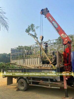 Đô Mai đường kính gốc 10cm chuyển từ xe vận chuyển của nhà vườn xuống xe chuyên chở để đưa đến từng vị trí trồng
