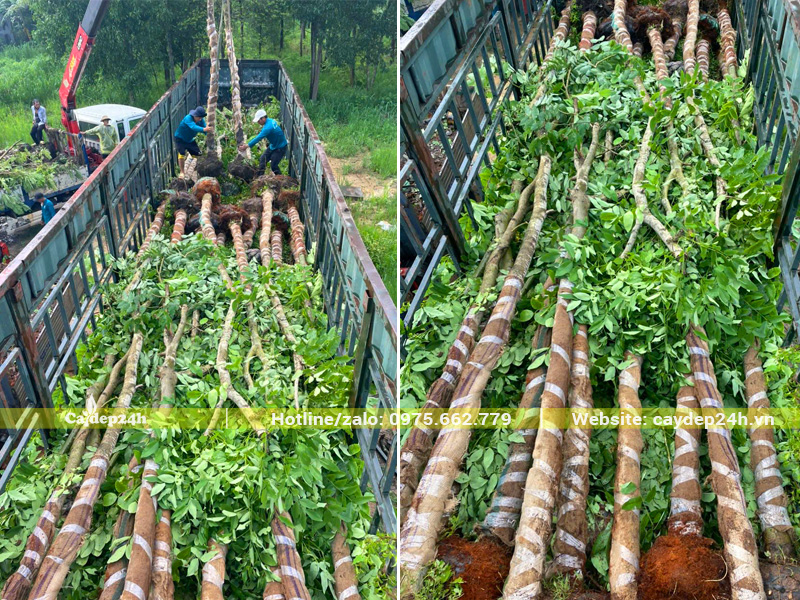 Bốc hạ hàng trăm cây muồng hoàng yến công trình đường kính gốc 18cm