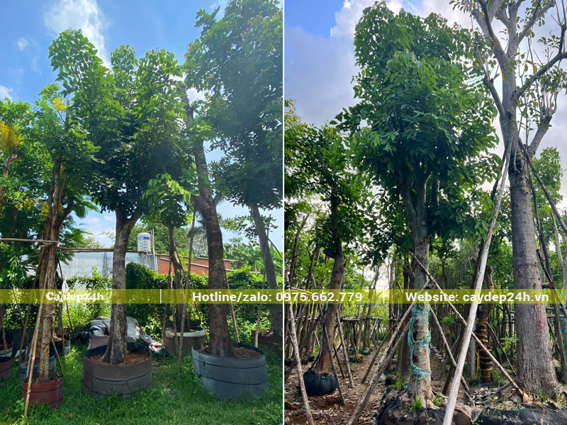 Muồng hoàng yến lâu năm đường kính gốc 20cm tại nhà vườn ở Hà Nội