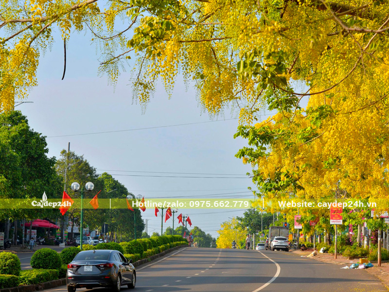 Muồng Hoàng Yến nở vàng rực cả con đường ở Tp Hồ Chí Minh