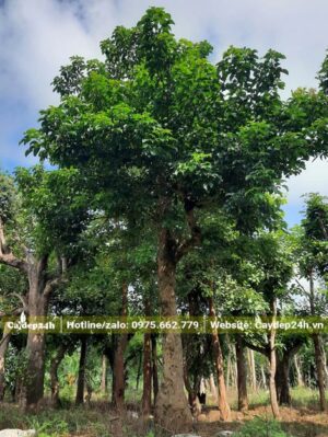 Nhội cổ thụ cao hơn 5m, đường kính thân gần 30cm