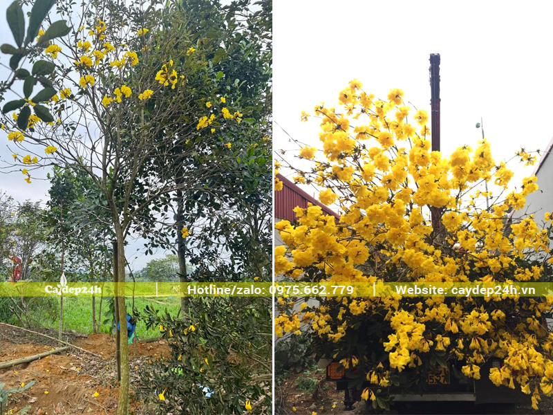 Xe cẩu tự hành đang xếp hàng chục cây hoa phong linh lên xe