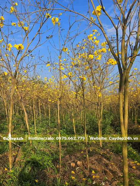 Vườn phong linh hoa vàng quy mô lớn, cây đường kính gốc từ 5 - 10cm