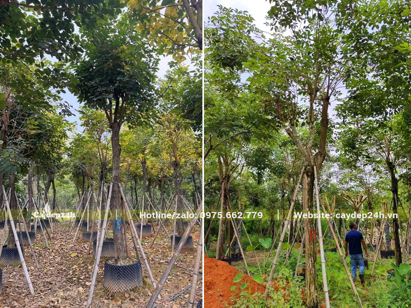 Vươn dưỡng bầu số lượng lớn cây hoa phong linh vàng công trình