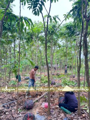 Đào đất và bứng cây Vàng Anh đường kính gốc từ 5cm trở lên