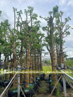 Những hàng cây Osaka vàng dâm ủ kỹ đang bắt đầu ra lá mới