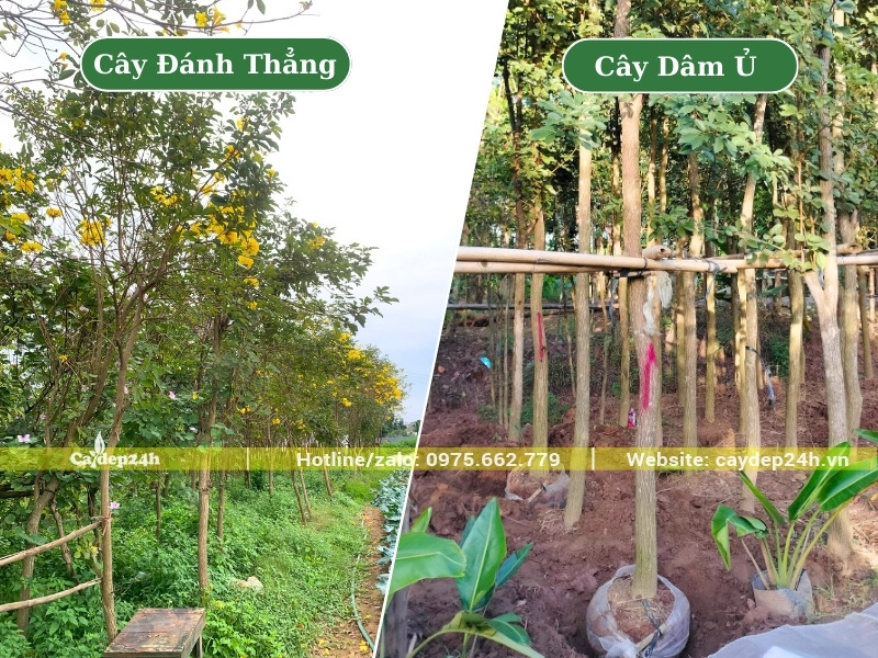 Vườn trồng và dâm ủ hàng trăm cây phong linh vàng công trình