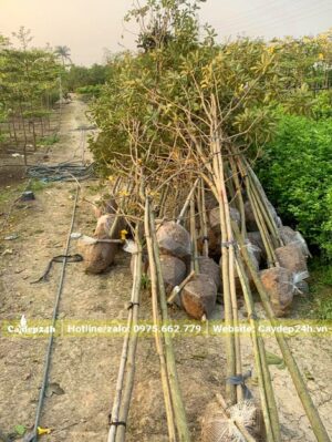 Loại cây nhỏ có cọc đỡ đi kèm để đảm bảo độ thẳng cho thân cây