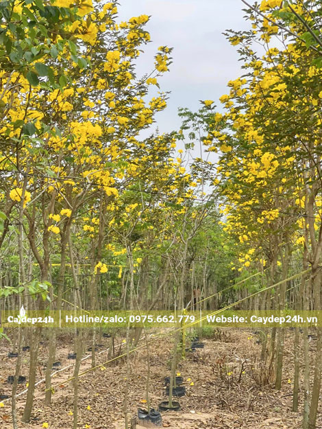 Vườn có hàng vạn cây hoa phong linh vàng cao 2.5m