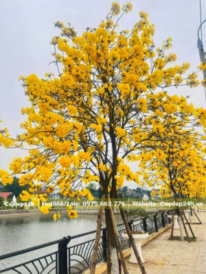 Cây hoa phong linh vàng nở siêu đẹp