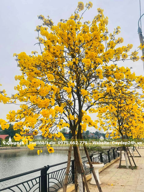 Cây hoa phong linh vàng nở siêu đẹp