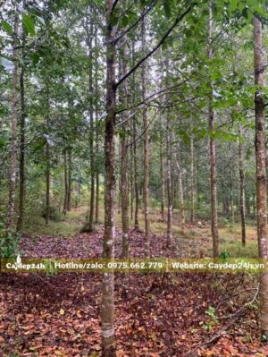 Rừng Sao Đen trồng để khai thác gỗ