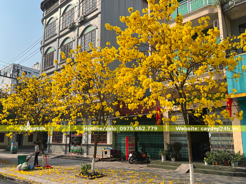 Hàng cây hoa phong linh vàng đang nở rộ