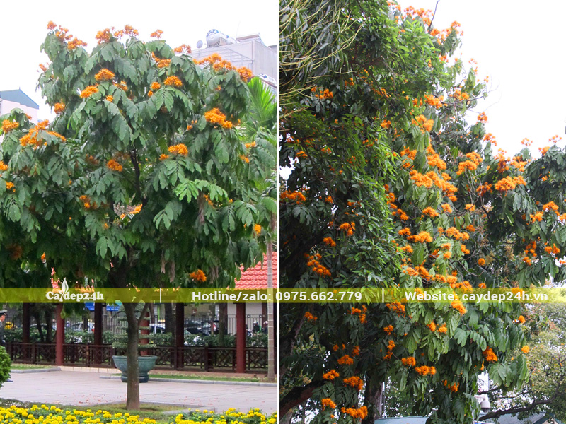 Cây vàng anh trồng dọc lối đi, trang trí cảnh quan của khu đô thị