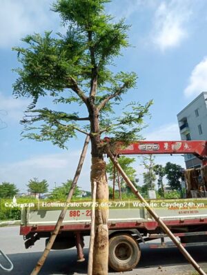 Trồng và chống cây Me đường kín thân 15cm (đo cách gốc 1m)