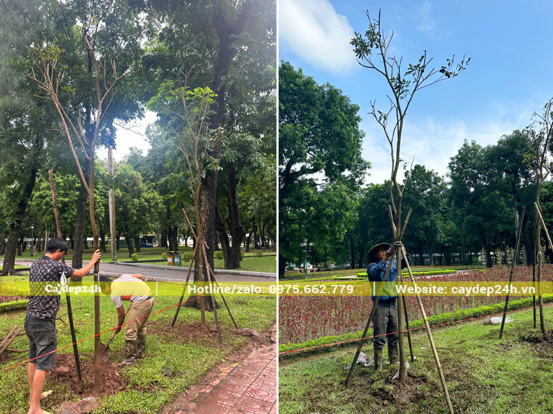 Tiến hành trồng và chống cọc gỗ chắc chắn cho hàng chục cây phong linh vàng mới trồng