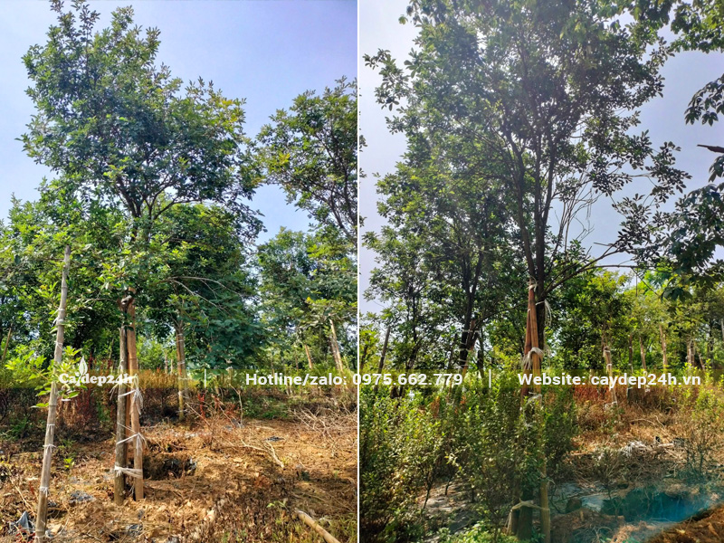 Nhà vườn trồng và chăm sóc cây hoa phong linh vàng công trình