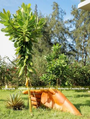 Trồng cây Bàng Vuông trong sân vườn biệt thự