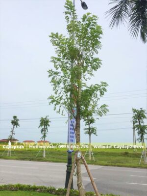 Hàng cây Đỗ Mai trồng ven đường quốc lộ sau hơn 1 tháng trồng đã tươi tốt