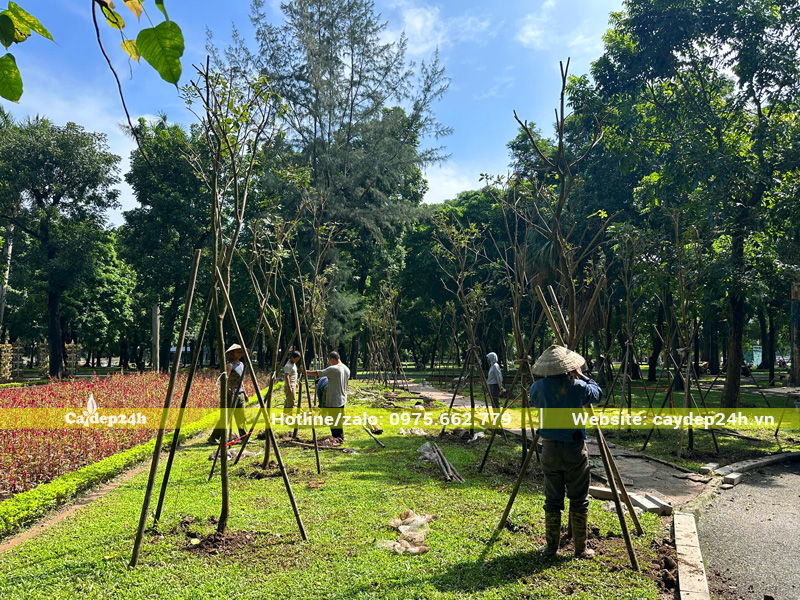 Thi công trồng cây phong linh vàng cho công viên ở Hà Nội