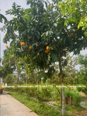 Hàng cây Vàng Anh trồng ven đường đang ra hoa