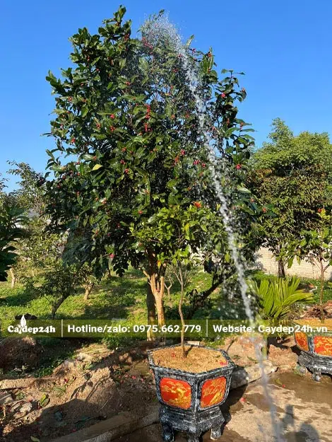 Tưới nước cho cây hoa Hải Đường cao hơn 3m